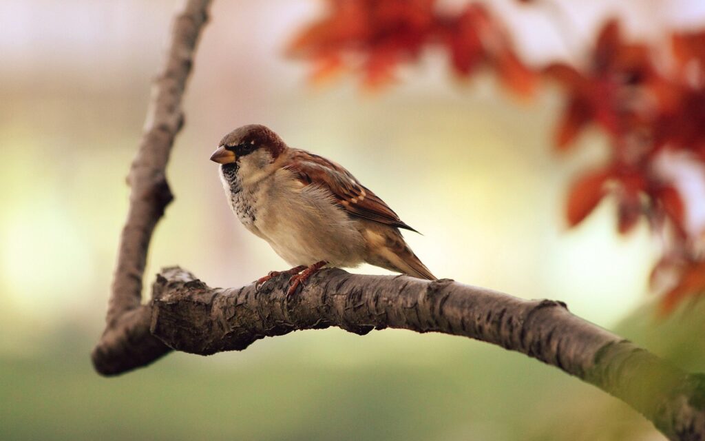 bird, sparrow, branch-9950.jpg